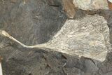 Two Fossil Ginkgo Leaves From North Dakota - Paleocene #201286-1